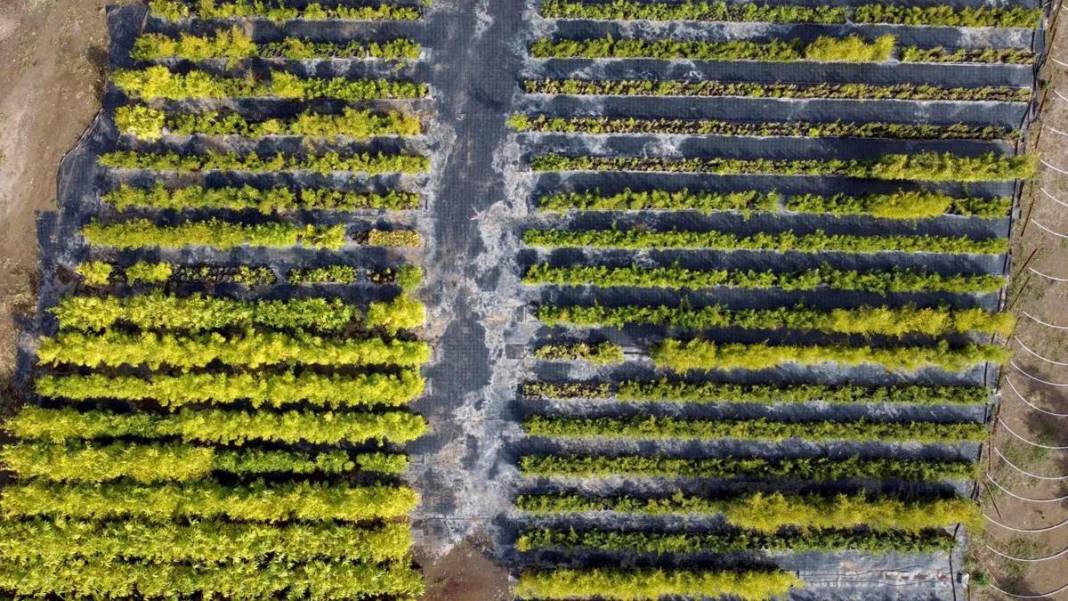 Balkonda eğlencesine yetiştirmeye başlamıştı, şimdi dev fidanlık kurdu! Paraya para demiyor, nereden nereye... 3
